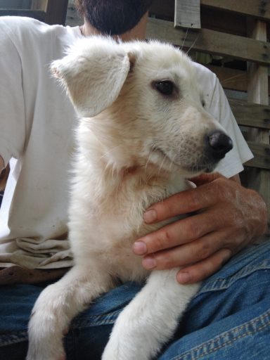 A close-up of a light-colored puppy resting against a person's hand.