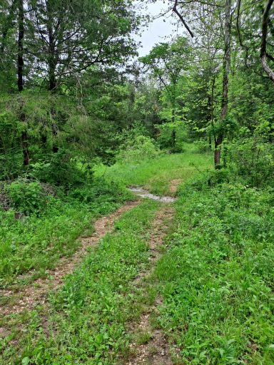 A winding dirt path through a lush green forest.