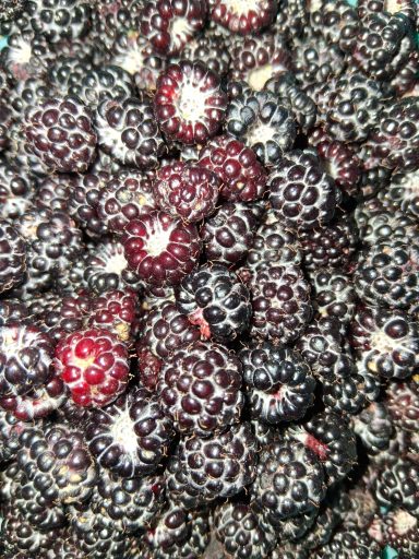 Close-up of ripe blackberries, showcasing their deep purple color and shiny texture.