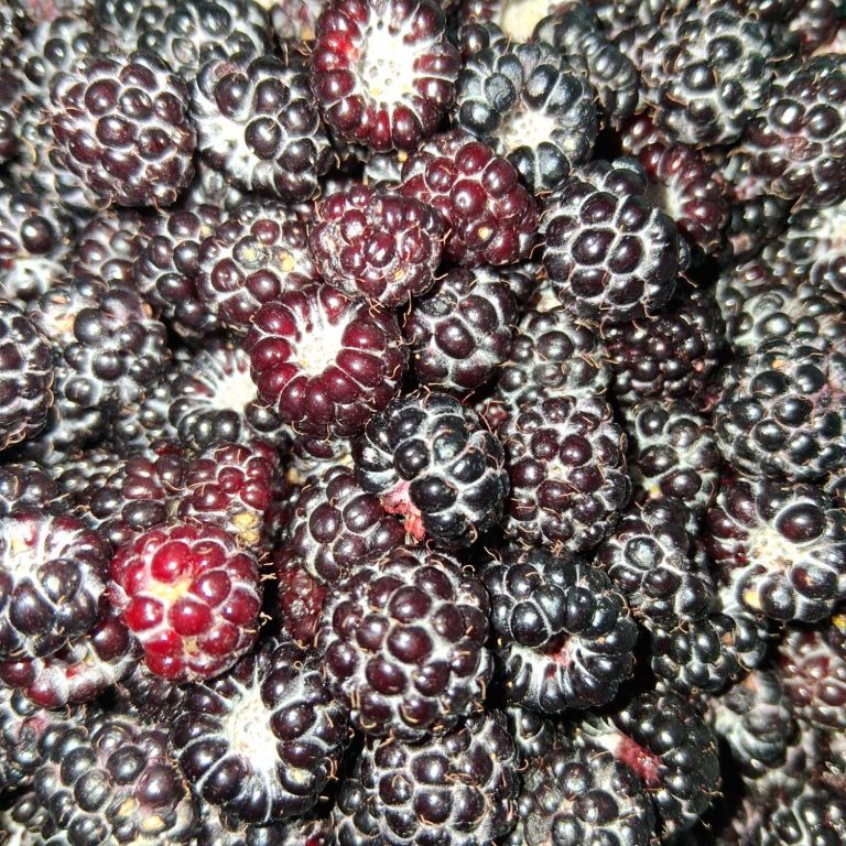 Wild Black Raspberries
