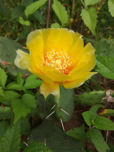 Bright yellow cactus flower blooming amidst green leaves and spines.