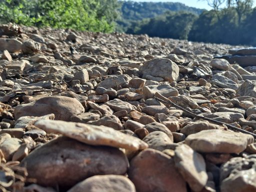 Rocky riverbank with scattered stones and greenery in the background.