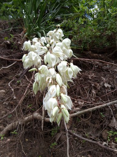 Cluster of white, bell-shaped flowers growing from a green, leafy background on the ground.